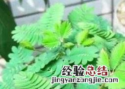 含羞草怎么养活它 含羞草怎么养
