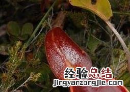 猪笼草的功效和作用 猪笼草的功效与作用及药用价值