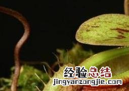 猪笼草的功效和作用 猪笼草的功效与作用及药用价值