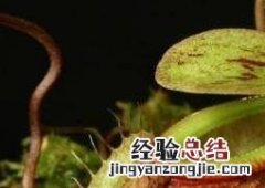 猪笼草的功效和作用 猪笼草的功效与作用及药用价值