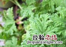 驱蚊草的作用和功效 驱蚊草的功效与作用