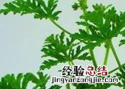 驱蚊草怎么养殖方法 驱蚊草怎么养