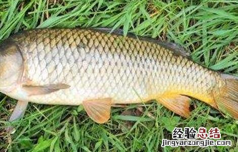 鲤鱼功效与作用 鲤鱼功效作用有哪些