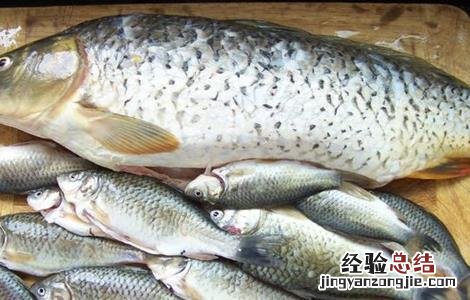 鲤鱼功效与作用 鲤鱼功效作用有哪些