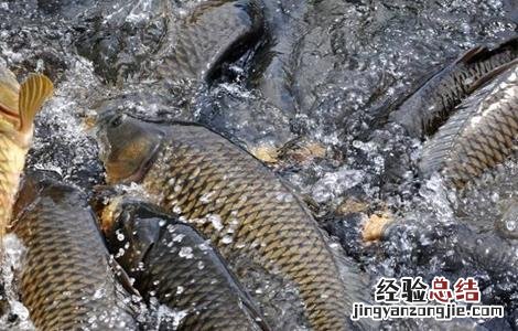 鲤鱼功效与作用 鲤鱼功效作用有哪些