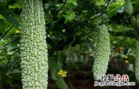 苦瓜的功效与作用禁忌 苦瓜的功效与作用