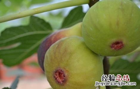 无花果的功效与作用 无花果的功效与作用一天吃几个