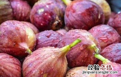 无花果的功效与作用 无花果的功效与作用一天吃几个