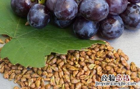 葡萄籽的功效 葡萄籽的功效与作用一天吃几粒