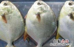 鲳鱼营养价值及功效与作用 鲳鱼营养价值及功效