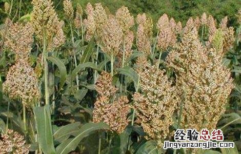 高粱的功效与作用及营养价值 高粱的功效与作用