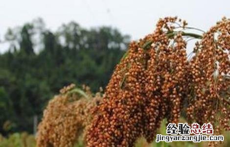高粱的功效与作用及营养价值 高粱的功效与作用