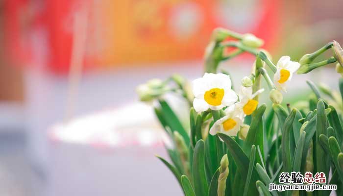 水仙花的诗句千古名句韵绝香仍绝,花清月未清 水仙花的诗句千古名句