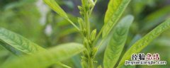 芝麻种植地区有哪些 芝麻种植地区