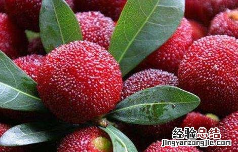 杨梅的功效 酒泡杨梅的功效