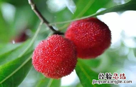 杨梅的功效 酒泡杨梅的功效