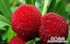 杨梅的功效 酒泡杨梅的功效