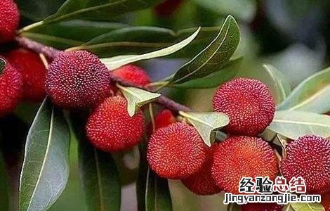 杨梅的功效 酒泡杨梅的功效