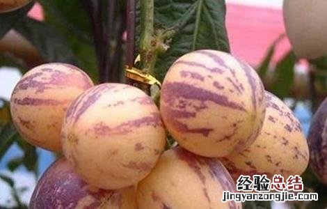 人参果的作用和功效 人参果的作用