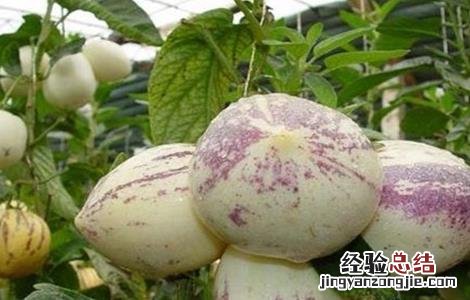 人参果的作用和功效 人参果的作用