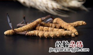 冬虫夏草的功效与作用及食用方法是什么 吃冬虫夏草的好处