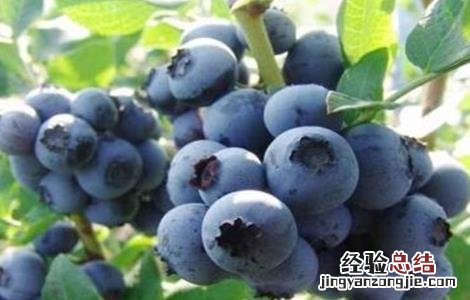 蓝莓的功效和作用 孕妇吃蓝莓的功效和作用