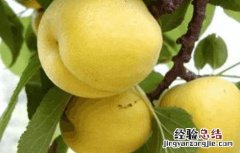 杏子的功效与作用禁忌 杏子的功效与作用