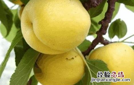 杏子的功效与作用禁忌 杏子的功效与作用