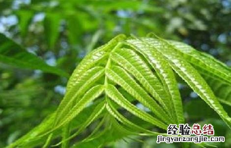 香椿的营养价值与禁忌是什么 香椿的营养价值与禁忌