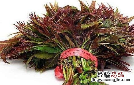 香椿的营养价值与禁忌是什么 香椿的营养价值与禁忌