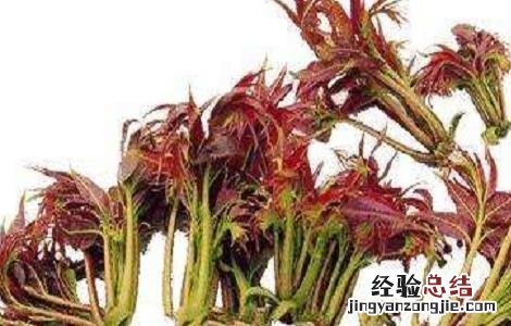 香椿的营养价值与禁忌是什么 香椿的营养价值与禁忌