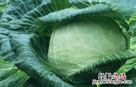 包菜的营养价值及功效 包菜的营养价值及功效作用及禁忌