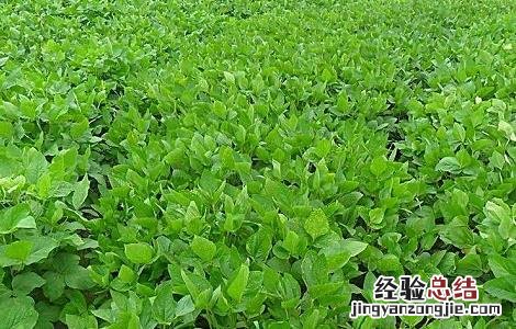 吃毛豆的好处与坏处 吃毛豆的好处和坏处