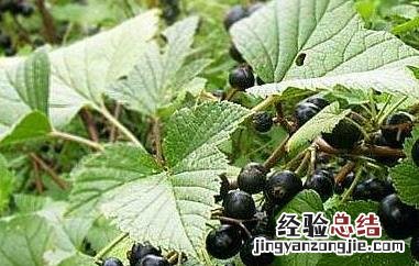 黑加仑的功效与作用 超七水晶黑加仑的功效与作用