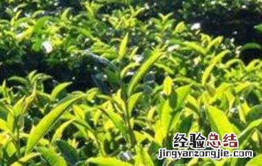 乔木茶是什么意思 乔木茶是什么