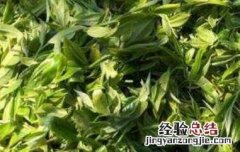 乔木茶是什么意思 乔木茶是什么