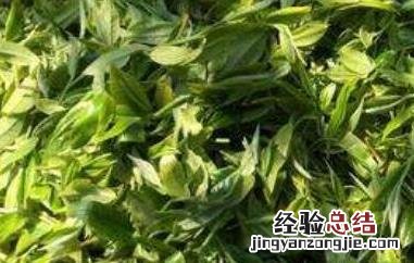 乔木茶是什么意思 乔木茶是什么