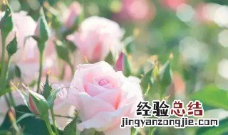 生活充满幸福的微信昵称 生活充满幸福的微信昵称两个字