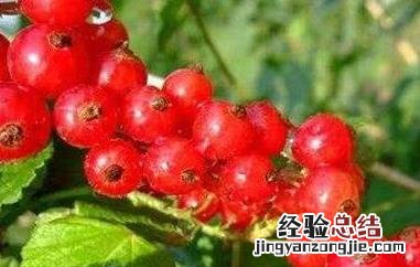 红加仑的功效与作用是什么 红加仑的功效与作用