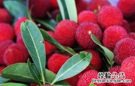 杨梅的功效与作用 冰冻杨梅的功效与作用