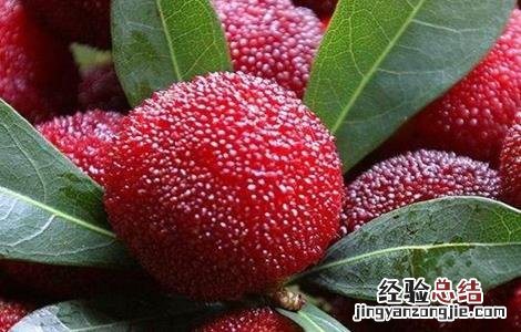 杨梅的功效与作用 冰冻杨梅的功效与作用