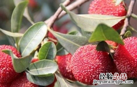 杨梅的功效与作用 冰冻杨梅的功效与作用