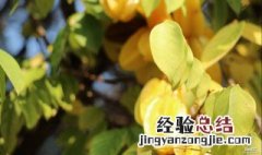 三种人千万别吃杨桃 三种人千万别吃杨桃什么意思