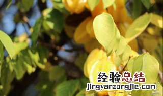 三种人千万别吃杨桃 三种人千万别吃杨桃什么意思