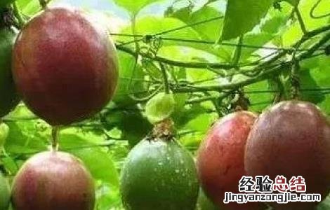 鸡蛋果的功效与作用有哪些 鸡蛋果果的功效与作用
