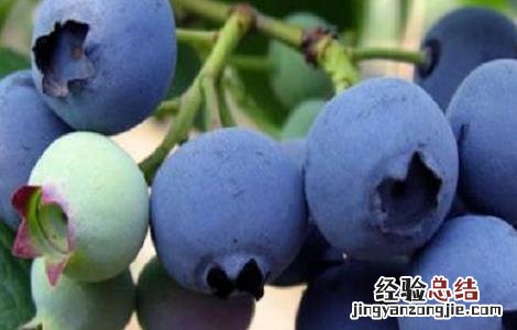 吃蓝莓有什么好处 老年人吃蓝莓有什么好处