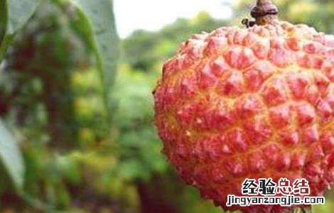 荔枝功效与食用禁忌 荔枝功效与食用禁忌是什么