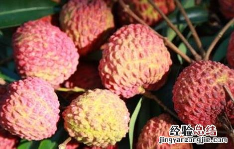 荔枝功效与食用禁忌 荔枝功效与食用禁忌是什么