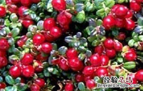 蔓越莓的功效与作用对女性 蔓越莓的功效与作用