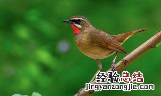 家里养什么鸟比较吉祥 家里养什么鸟吉祥好运